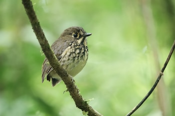 Las aves serán protagonistas en