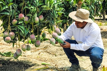 Con una menor oferta de mango peruano y ecuatoriano, una parte de la fruta disponible de ambos países tendría como destino el mercado de Estados Unidos durante noviembre.