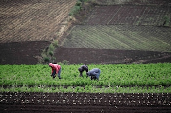 Luis Treminio recomienda postergar la siembra hasta la segunda semana de junio, cuando el invierno y la humedad del suelo estén plenamente establecidos. (EFE/Jeffrey Arguedas/Archivo)