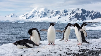 Seis pingüinos adelia sobre nieve y rocas junto al agua, con montañas cubiertas de nieve al fondo.