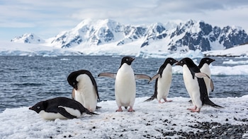 El cólera aviar, detrás de la muerte masiva de pingüinos en la Antártida
