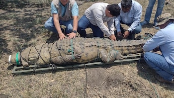 El cocodrilo falleció antes de