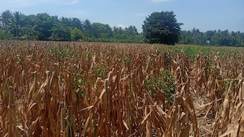 La sequía por el fenómeno de El Niño ya provoca pérdidas del 20% en la siembra de maíz y frijol en El Salvador