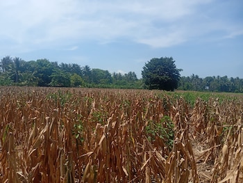 Un cultivo de maíz muestra signos de deshidratación en medio del déficit de lluvias y las altas temperaturas que afectan a El Salvador (Cortesía: @oscardomsv).