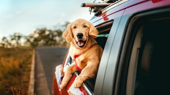 Un perro viaja en coche.