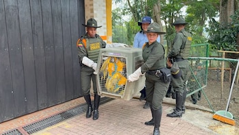 Hallan zoológico clandestino en finca
