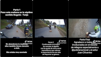 Le ganó hasta a las motos: La perrita que puso a sudar a moteros y policías para ser rescatada