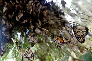 Un reciente estudio realizado por