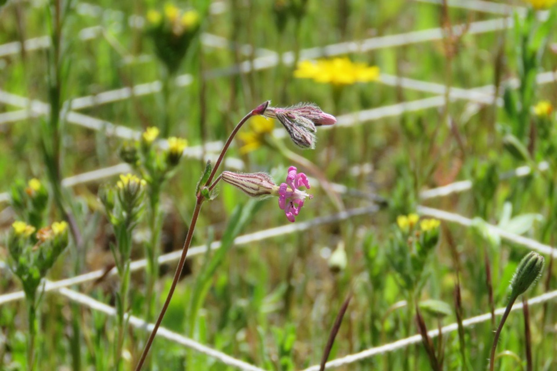 Investigadores demuestran que es posible que decenas de plantas convivan en un solo palmo de tierra