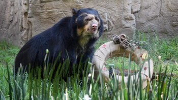 Falleció “Carlos”, uno de los