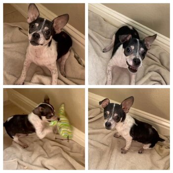 Así se ve el cachorro