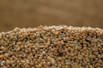 El precio de la soja
