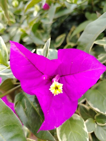 Fotografía tomada con la herramienta