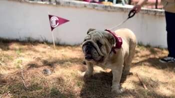 Para adoptar, es necesario ser