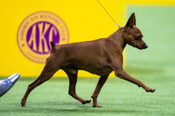 Un perro de raza 'pinscher'