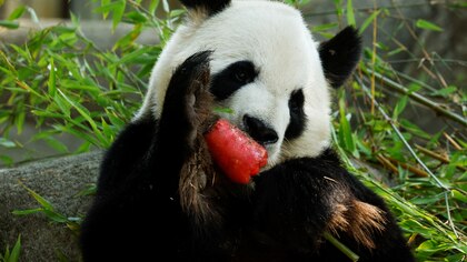 Los últimos pandas gigantes de Estados Unidos se van, pero China enviará más