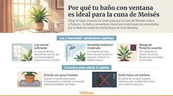 Infografía con imágenes de una planta cuna de Moisés, una ventana, una ducha, una charola con grava y texto explicativo sobre su cuidado.