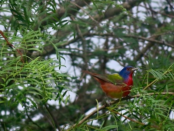 Los investigadores observaron que los ojos de las aves cantoras que vivían en el núcleo urbano eran más pequeños que los de los miembros de la misma especie que vivían en los bordes de la ciudad, pero no encontraron diferencias en el tamaño de los ojos de aves migratorias como el escribano pintado (en la foto). Los resultados sugieren que las aves migratorias pueden tener problemas para adaptarse a la vida urbana.
CRÉDITO
Jennifer Phillips, Universidad Estatal de Washington
