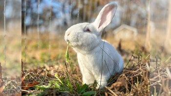 Secuenciaron los genomas de casi
