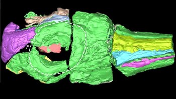 El cráneo hallado mide alrededor