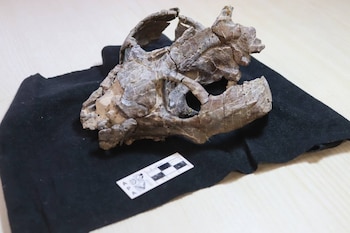 Cráneo fósil sobre tela negra, con una escala de medición blanca y negra en primer plano sobre una superficie de madera clara