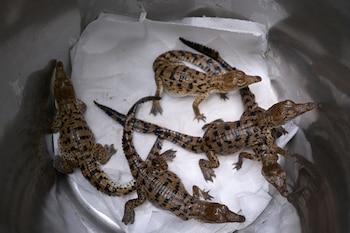 Cocodrilos del Orinoco recién nacidos