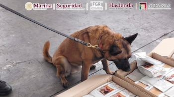El cargamento de más de 3 mil bolsas, pesó casi mil 77 kilogramos que ya no salieron del país. (Crédito: @AduanasMx)