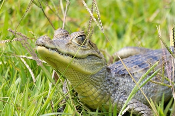 Taborda Peña fue imputado por