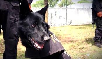 Adis se especializó en detectar