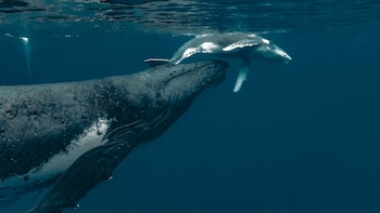 Perú llega a la temporada de avistamiento de ballenas siendo el único país de la región sin una ley que las proteja