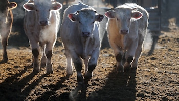 El plan de Castilla-La Mancha para salvar la ganadería extensiva: “Está en peligro de extinción”