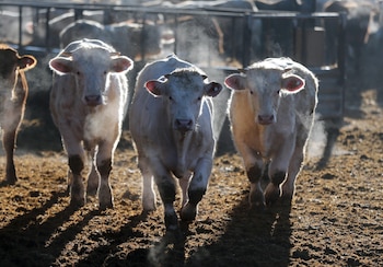 Varias vacas en la explotación ganadera ‘Ganados Ruigan’, a 14 de enero de 2022, en Menasalbas, Toledo, Castilla La Mancha, (España).