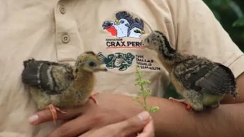 Ocho pichones de pava aliblanca