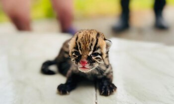 El animal fue encontrado cerca