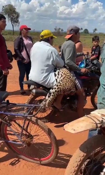 Varias personas al aire libre, un hombre conduce una motocicleta y otro usa pantalones con estampado de jaguar. Un niño, una mujer y un hombre están de pie. Suelo rojizo