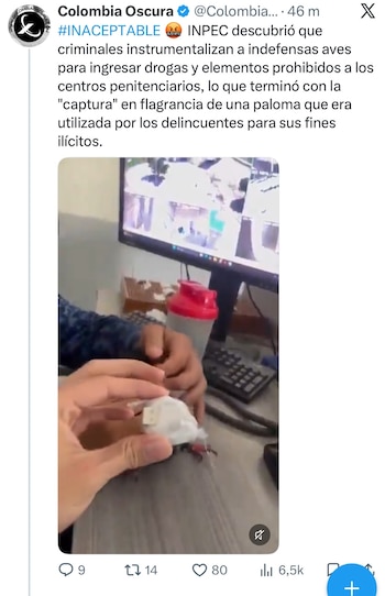 Hallaron una paloma con una carga atada a las alas en la cárcel de Palogordo - crédito @ColombiaOscura/X
