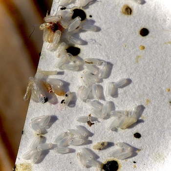 De acuerdo con información de