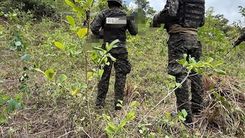 Fuerzas Armadas de Honduras destruyen 125 mil arbustos de coca en zona protegida