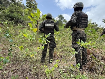 Según las autoridades, los cultivos ilegales ocupaban unas 25 manzanas de terreno destinadas a la producción de materia prima para narcóticos. Durante la intervención fueron localizadas y destruidas tres instalaciones artesanales utilizadas para el procesamiento de droga. (Foto: Fuerzas Armadas de Honduras)
