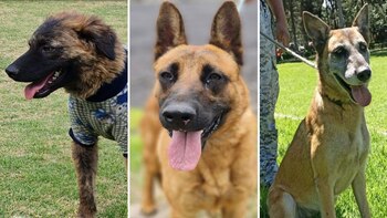 Algunos de los perros que