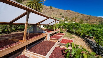 El único café de Europa se cultiva en Canarias y busca hacer historia: ya tramita su sello de Indicación Geográfica Protegida