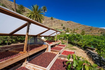 Proceso de producción del Café de Agaete, en Gran Canaria (Turismo de Gran Canaria)