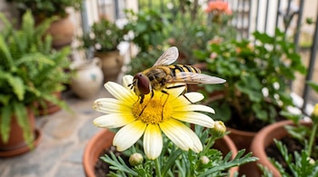 Un sírfido con franjas amarillas y negras se posa sobre una flor amarilla rodeada de macetas con plantas en un balcón.