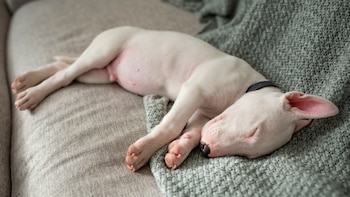 ¿Cuántas horas debe dormir tu