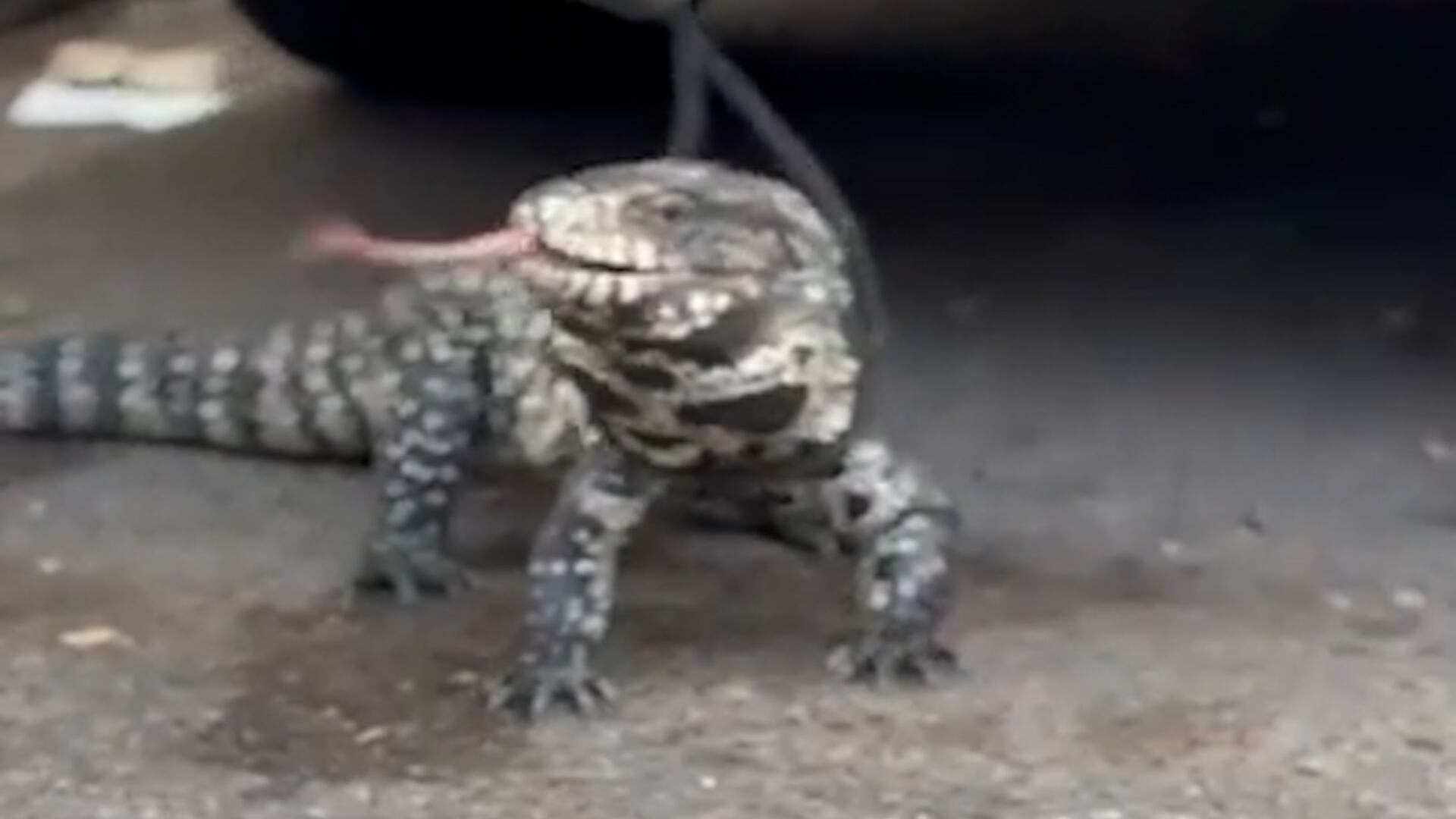 El lagarto overo, especie nativa de Santa Fe, buscaba refugio del calor en el habitáculo del vehículo