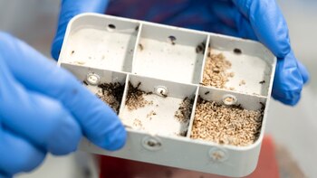 El ácido fórmico actúa como