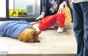 La princesa Siribha Chudabhorn adoptó