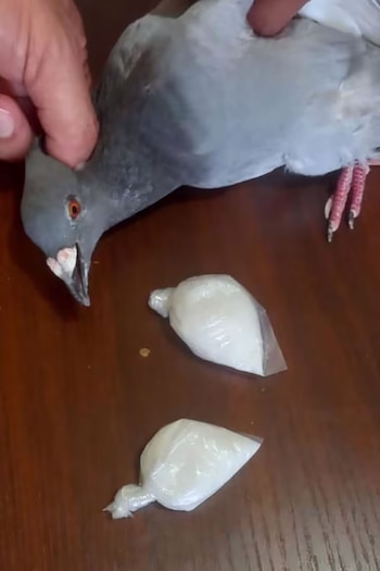 Las Fuerzas Armadas de Jordania