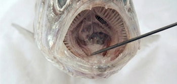 Una solución biomimética permite frenar