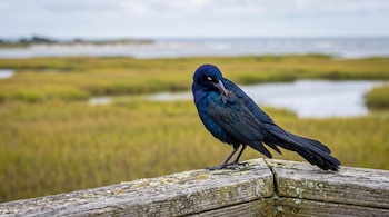 Un ave de plumaje azul oscuro posada sobre una barandilla de madera envejecida frente a un paisaje con agua y vegetación.